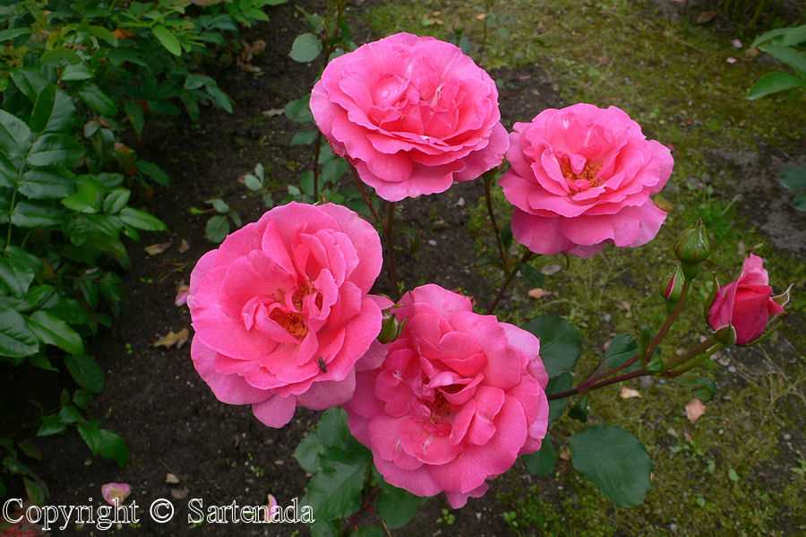 Roses in our garden / Rosas en nuestro jardín / Roses dans notre jardin