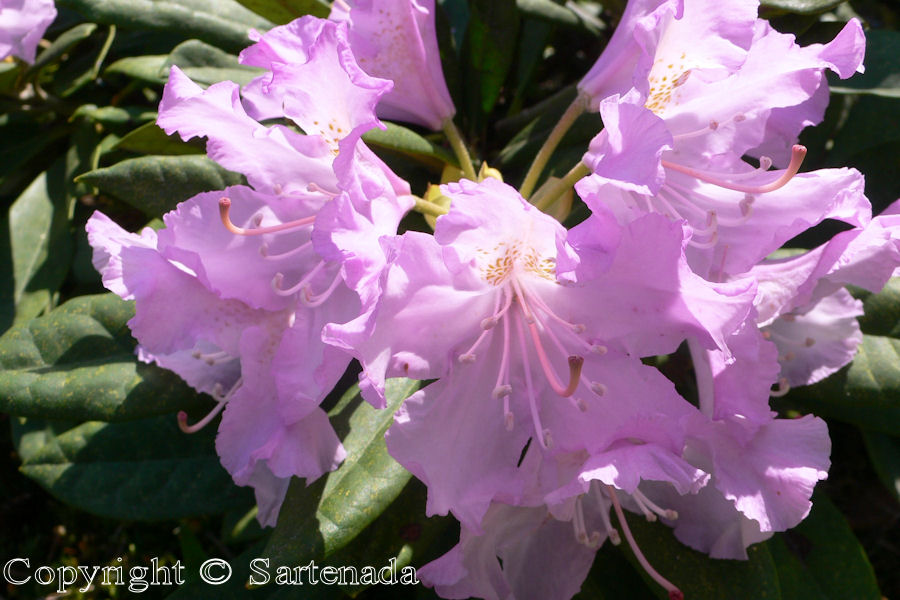 Rhododendrons in our garden / Fotos de Rhododendron en nuestra jardín / Photos de Rhododendrons dans notre jardin