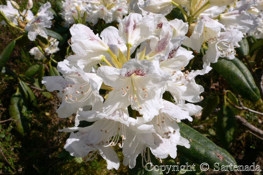 Rhododendrons in our garden / Fotos de Rhododendron en nuestra jardín / Photos de Rhododendrons dans notre jardin
