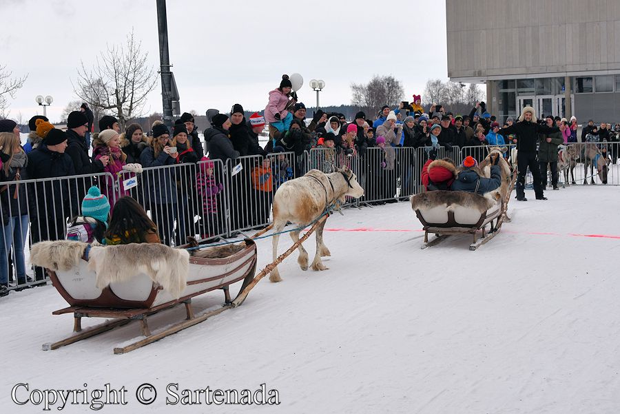 Reindeer driving competition / Competición de conducción de renos / Compétition de conduit de rennes / Competição da condução da rena