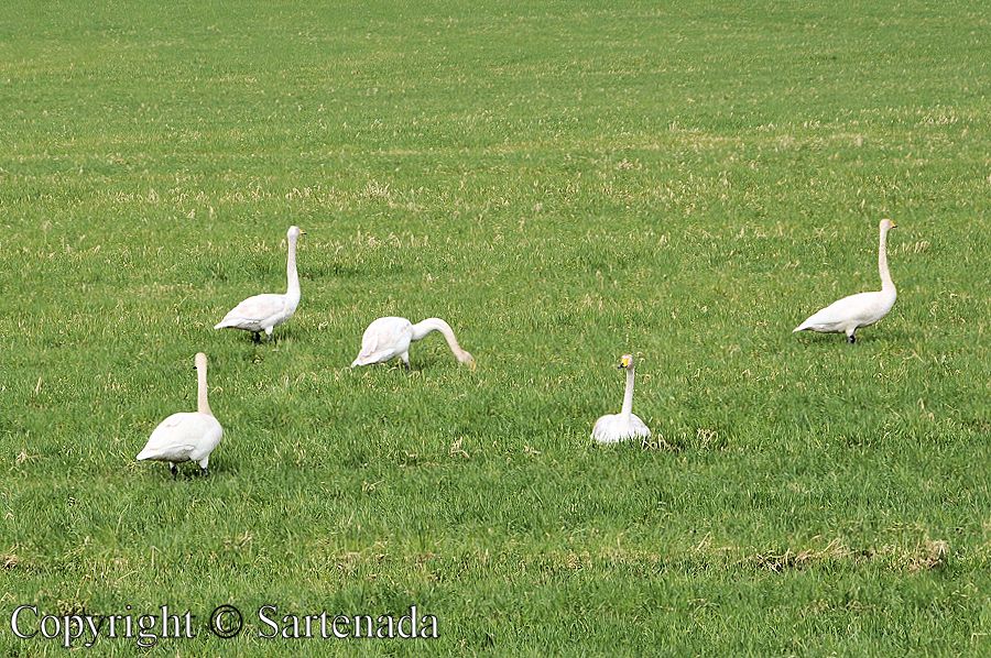 Migration of swans / Migración de cisnes / Migration de cygnes / Migração de cisnes