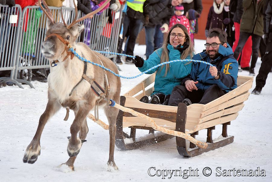 Reindeer race / Carrera de renos /  Course de rennes  / Competição de renas