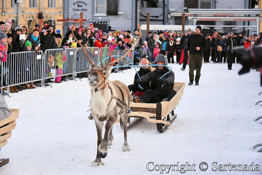 Reindeer race / Carrera de renos /  Course de rennes  / Competição de renas