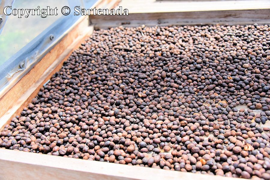 45. Coffee beans are dried in the sun